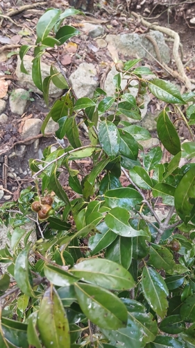 Licaria triandra, photograph 3