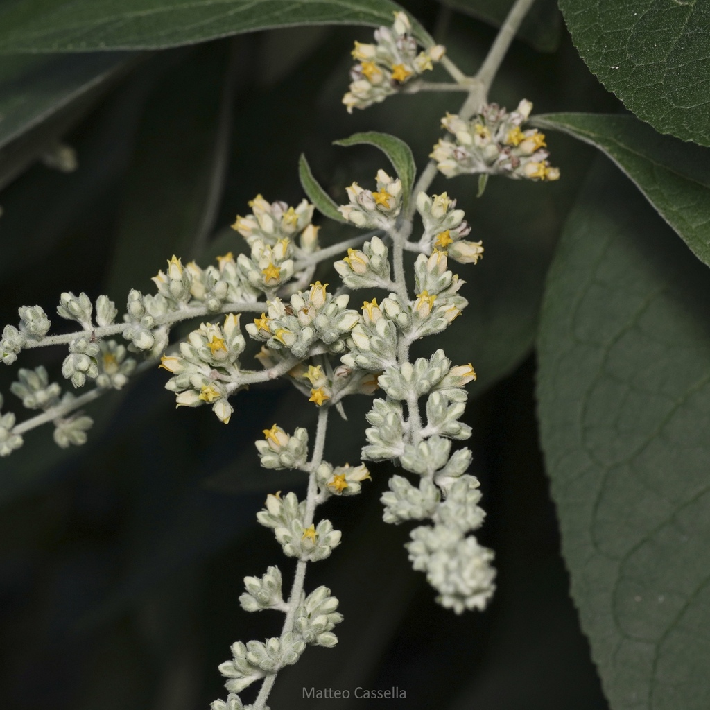 Buddleja americana; photograph (c) Matteo Cassella, some rights reserved (CC BY-SA)