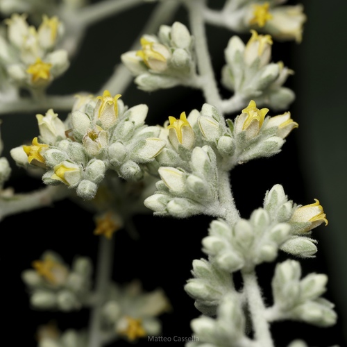 Buddleja americana, photograph 3