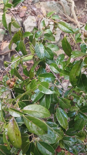 Licaria triandra, photograph 4