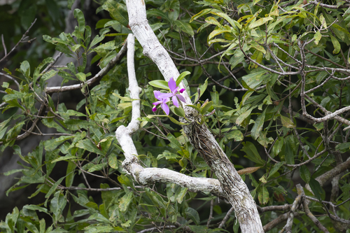 Cattleya