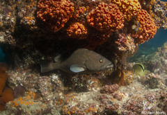 Mycteroperca rosacea