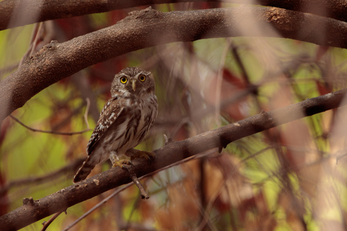 Ferruginous Pygmy-Owl