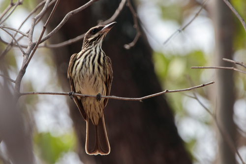Streaked Flycatcher