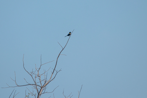 Variable Oriole