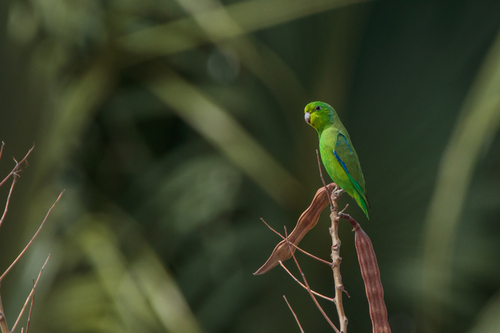 Cobalt-rumped Parrotlet