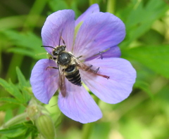Coelioxys alatus