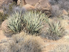 Yucca baccata baccata
