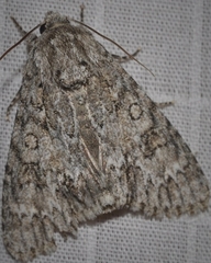 Acronicta longa