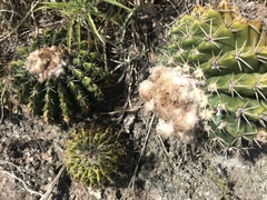 Parodia erinaceus