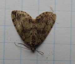 Hydriomena renunciata