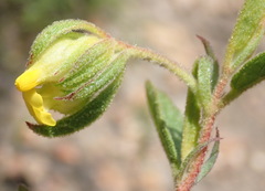 Hermannia involucrata