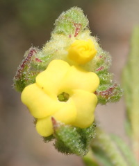 Hermannia involucrata