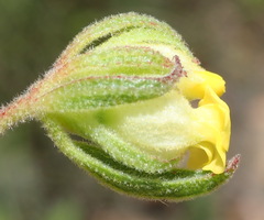 Hermannia involucrata