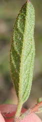 Hermannia involucrata