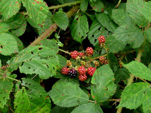 Rubus amplificatus
