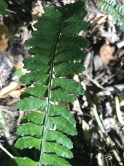 Asplenium sellowianum