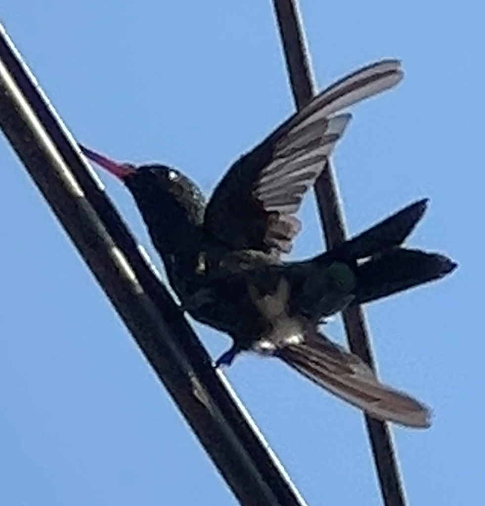 Chlorostilbon lucidus lucidus