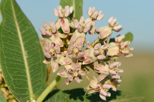prairie milkweed