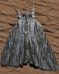 Acronicta lithospila