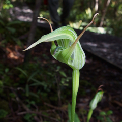Pterostylis auriculata
