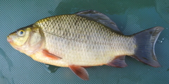 Carassius carassius
