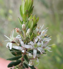 Agathosma planifolia