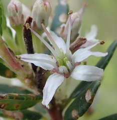 Agathosma planifolia