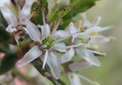 Agathosma planifolia