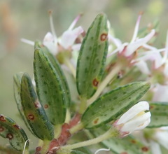 Agathosma planifolia