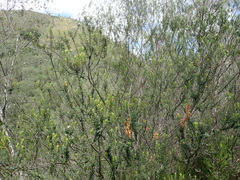 Agathosma planifolia