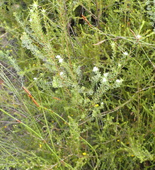 Lachnaea diosmoides