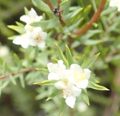 Lachnaea diosmoides