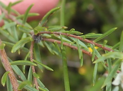 Lachnaea diosmoides