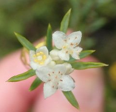 Lachnaea diosmoides