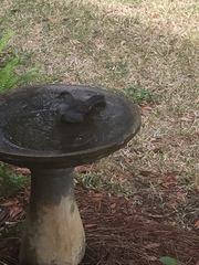 Dumetella carolinensis