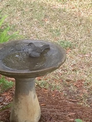 Dumetella carolinensis