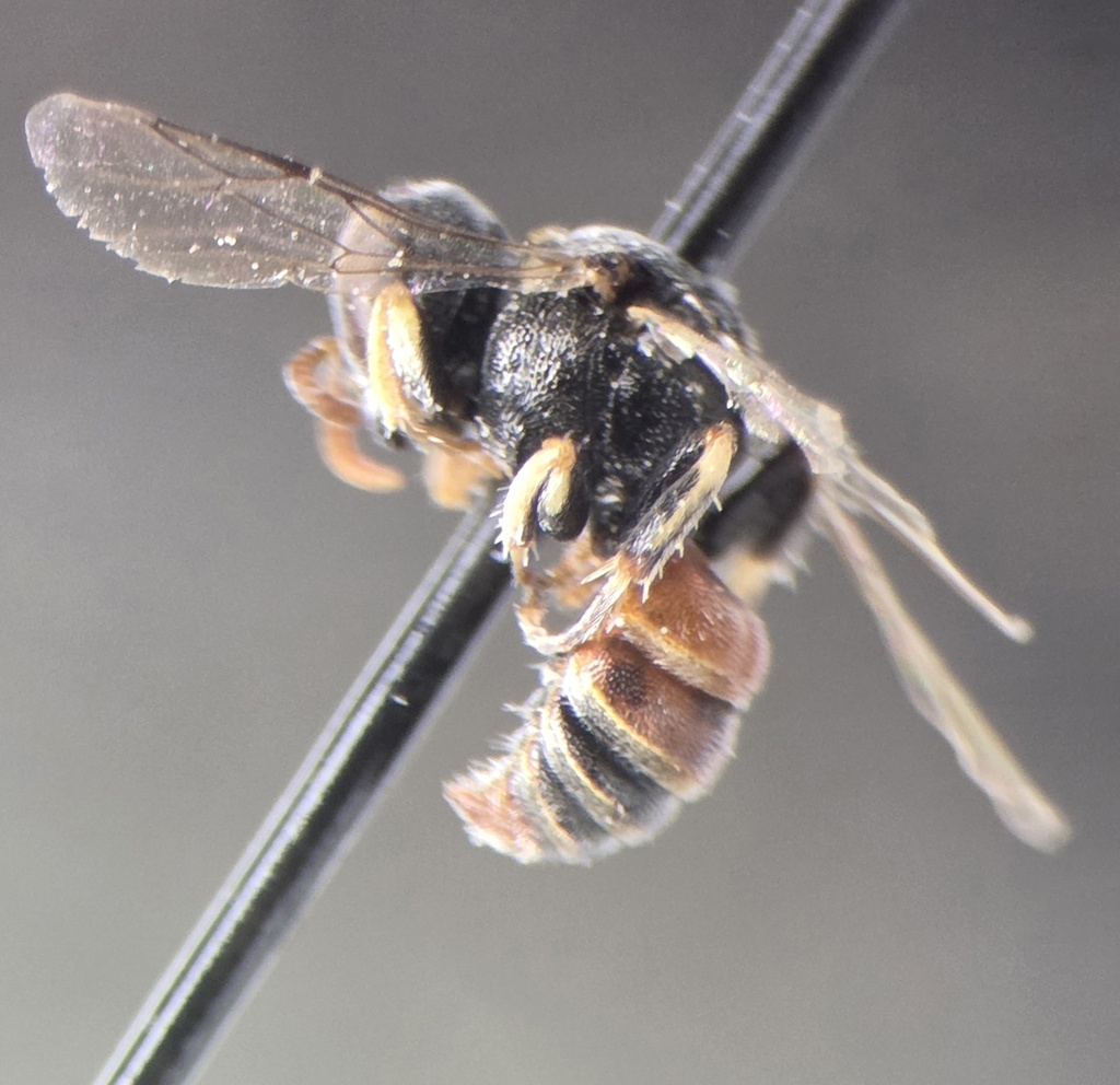 Oxybelus abdominalis