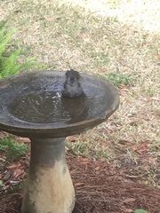 Dumetella carolinensis