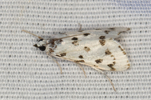 Spotted Peppergrass Moth photo 4