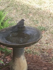 Dumetella carolinensis