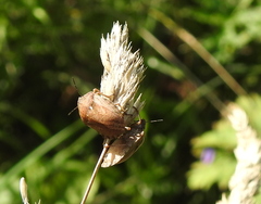 Eurygaster integriceps