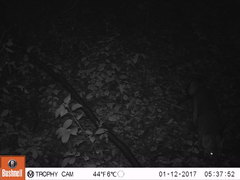 Urocyon cinereoargenteus