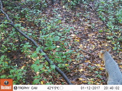 Urocyon cinereoargenteus