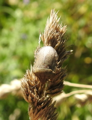 Eurygaster integriceps