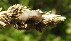 Eurygaster integriceps