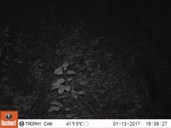 Urocyon cinereoargenteus