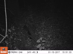 Urocyon cinereoargenteus