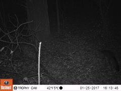 Urocyon cinereoargenteus