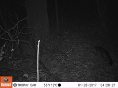 Urocyon cinereoargenteus